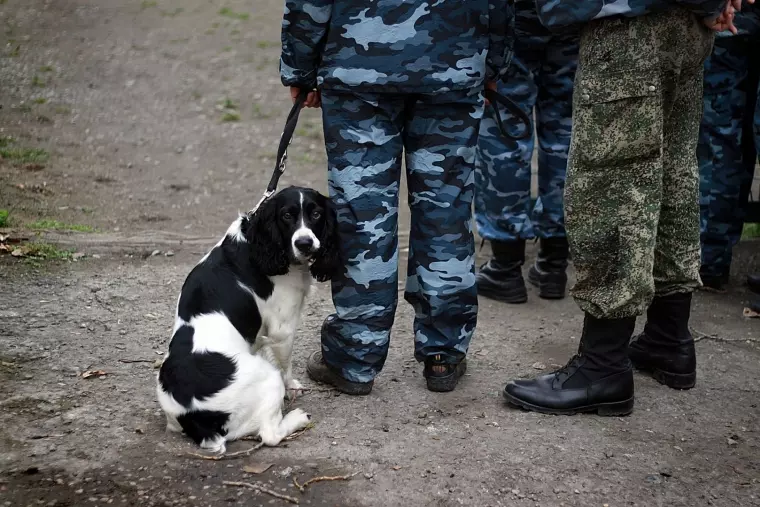 Фото: В Кемерове прошли соревнования таможенных собак 2