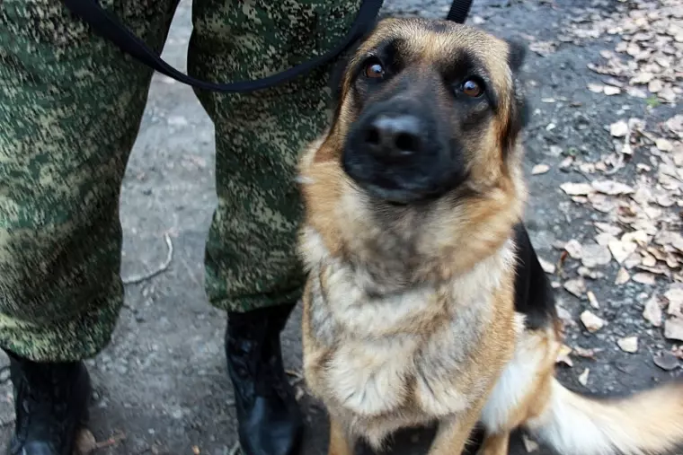Фото: В Кемерове прошли соревнования таможенных собак 3