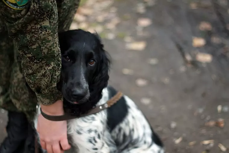 Фото: В Кемерове прошли соревнования таможенных собак 6