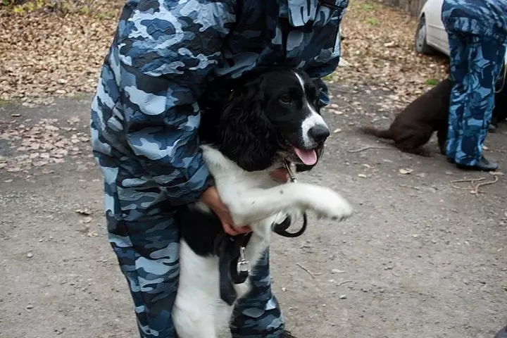 Фото: В Кемерове прошли соревнования таможенных собак 14