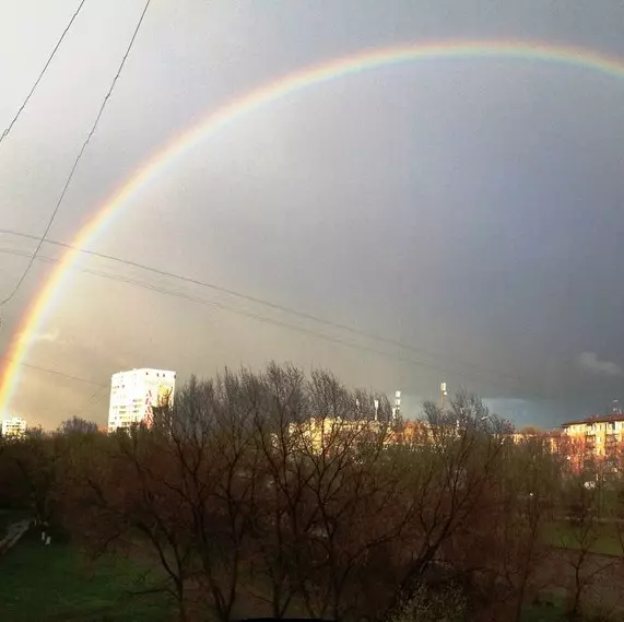 Фото: Ветер с корнем сдул 14