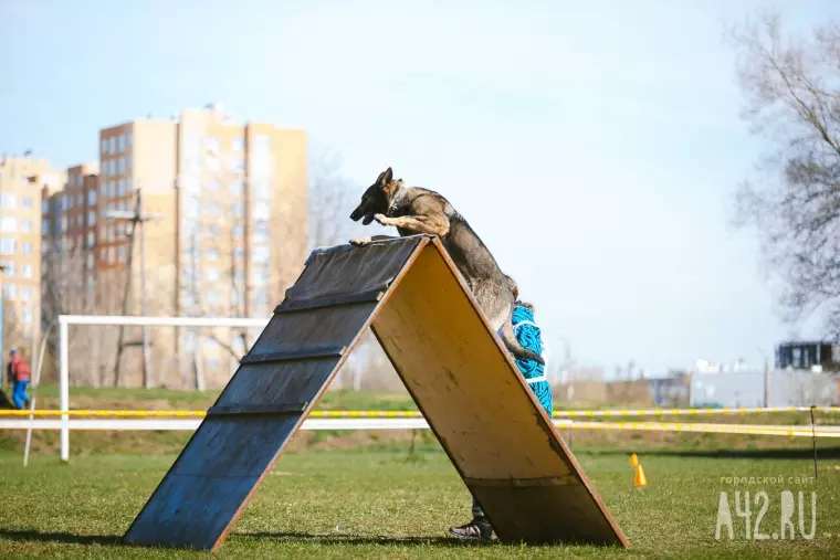 Фото: Собачий чемпионат в Кемерове 1