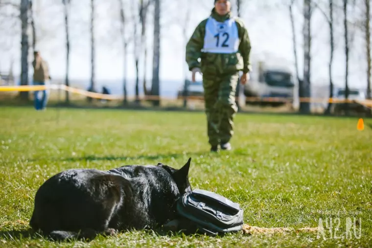 Фото: Собачий чемпионат в Кемерове 2