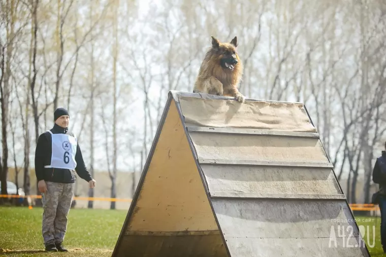 Фото: Собачий чемпионат в Кемерове 4