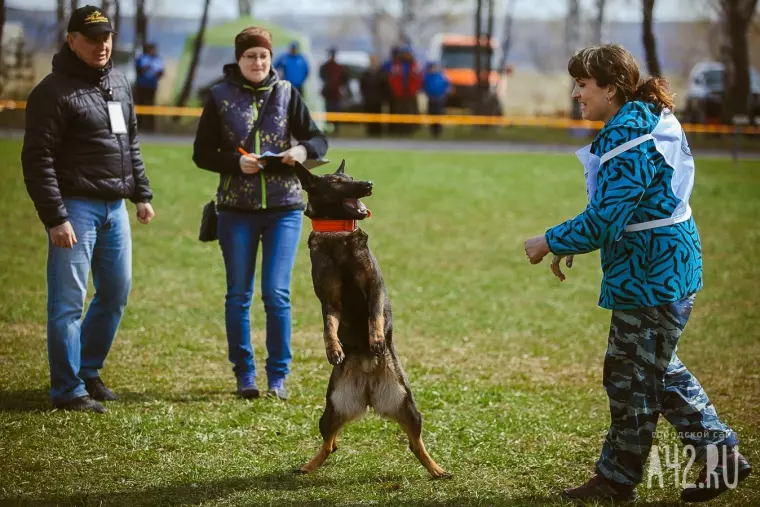Фото: Собачий чемпионат в Кемерове 9