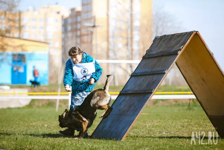 Фото: Собачий чемпионат в Кемерове 11