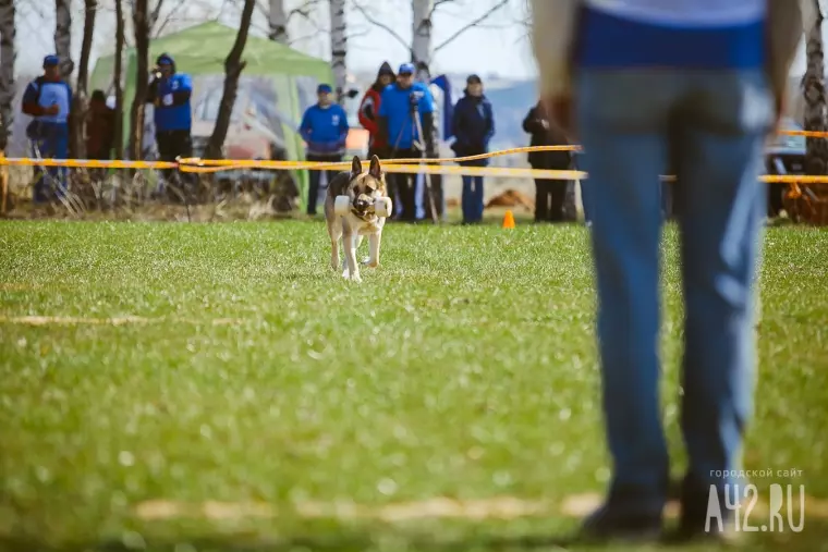 Фото: Собачий чемпионат в Кемерове 12