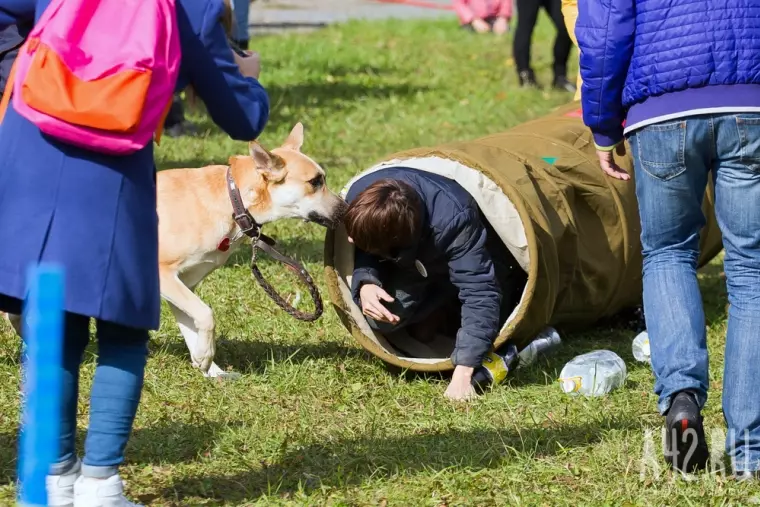 Фото: Осенний фестиваль собак «Четыре лапы» 10