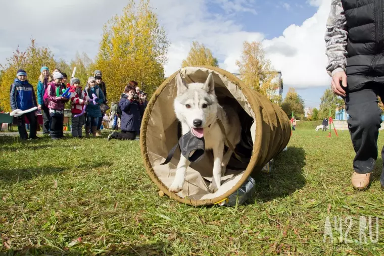 Фото: Осенний фестиваль собак «Четыре лапы» 11