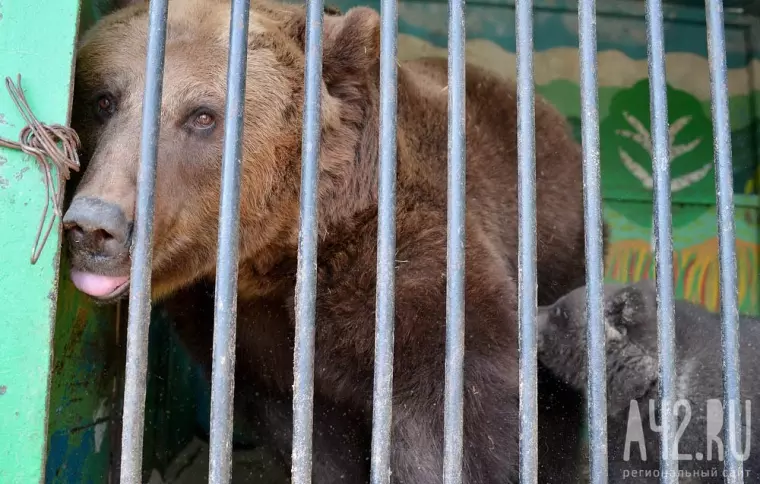 Фото: В Кемерово приехал передвижной зоопарк 11