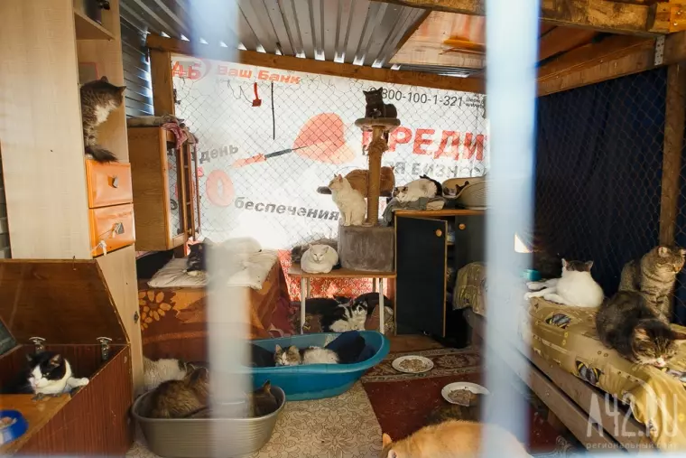 Фото: Пожар в кемеровском приюте для бездомных животных «Верный» 24