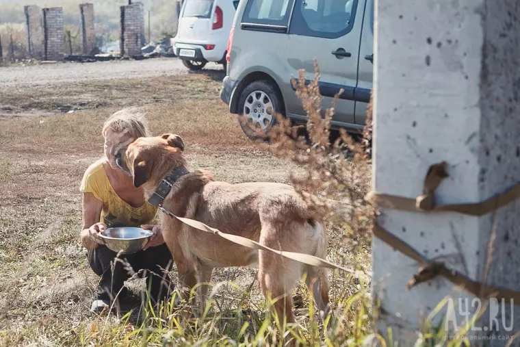 Фото: Пожар в кемеровском приюте для бездомных животных «Верный» 40