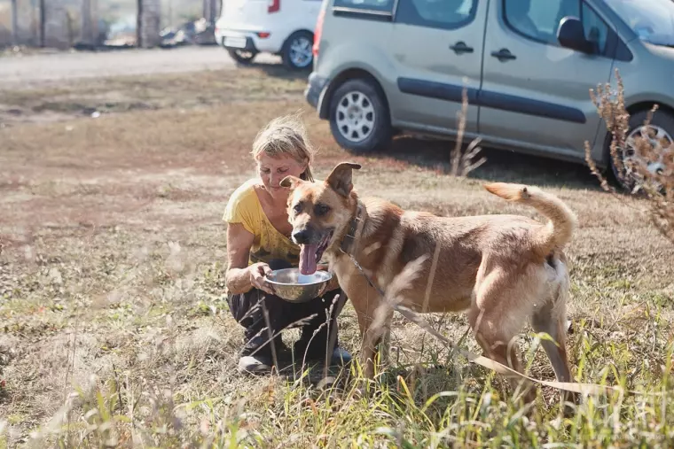 Фото: Пожар в кемеровском приюте для бездомных животных «Верный» 41