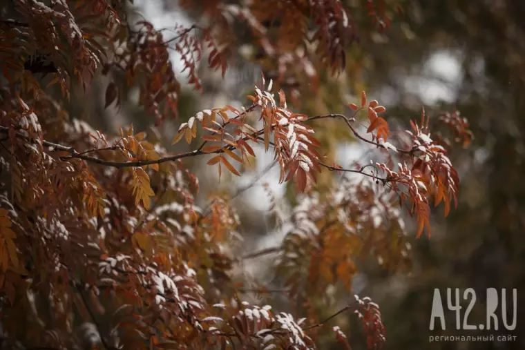 Фото: Белая осень: заснеженный Кемерово 12