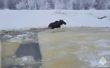 Фото: В Костромской области два лося провалились под лёд, перебегая водоём, один из них погиб  1