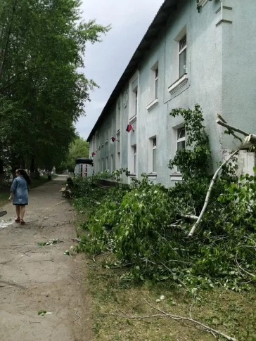 Фото: В Кузбассе упавшее от порыва ветра дерево заблокировало дорогу  3