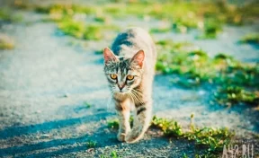 «Били и дёргали за хвосты»: две девочки издевалась над котами на глазах у прохожих в Кузбассе