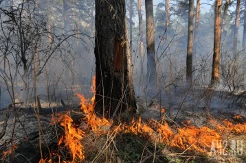 Фото: Мэр Междуреченска прокомментировал лесной пожар в районе Бельсу 1