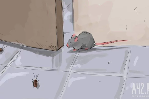 В Кемерове жильцы запенили дверь в квартиру из-за тараканов