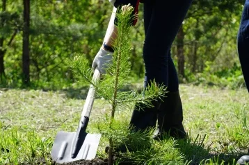 Фото: Горняки УК «Кузбассразрезуголь» высадили в 2021 году более 725 тысяч деревьев 1