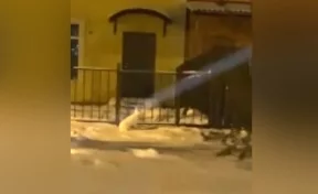 Кемеровчане сняли на видео бегавшего по улице «гигантского» зайца