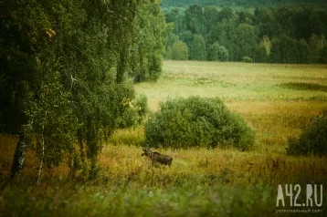 Фото: Кузбассовец заснял на камеру лося, который перебегал дорогу 1