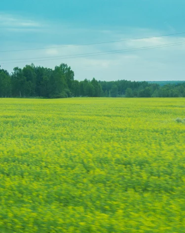 Четыре кузбасских округа отправили свежий урожай рапса в Беларусь