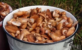 Власти Кузбасса рассказали о новых правилах сбора грибов и берёзового сока