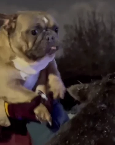 В Кемерове пожарные спасли 17 собак из частного дома