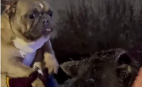 В Кемерове пожарные спасли 17 собак из частного дома