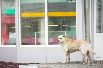 Фото: В Казани гулявшая без намордника собака напала на ребёнка  1
