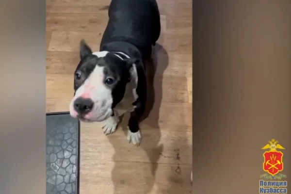 В Новокузнецке хозяин жестоко избил щенка стаффордширского терьера: дело ушло в суд