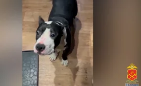 В Новокузнецке хозяин жестоко избил щенка стаффордширского терьера: дело ушло в суд