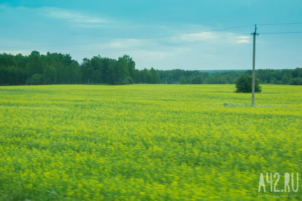 Четыре кузбасских округа отправили свежий урожай рапса в Беларусь