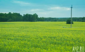 Четыре кузбасских округа отправили свежий урожай рапса в Беларусь