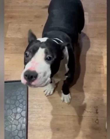 В Новокузнецке хозяин жестоко избил щенка стаффордширского терьера: дело ушло в суд