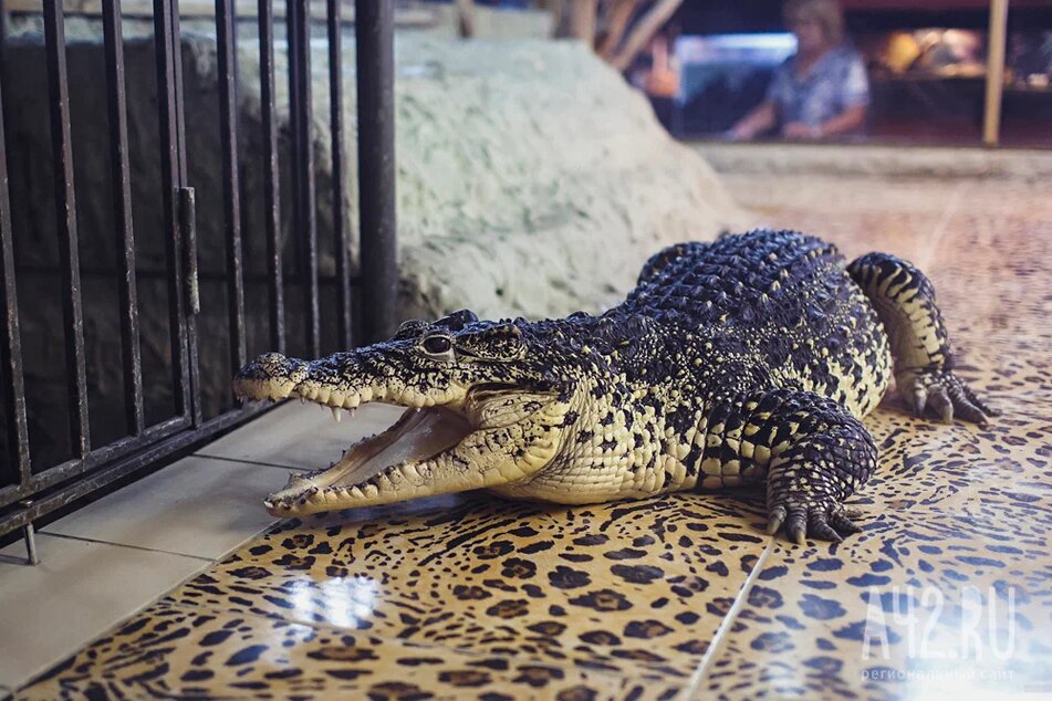 Крокодил утащил под воду рыбака на глазах у семьи в Австралии
