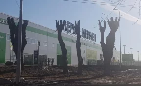 Кемеровчане возмущены опиловкой деревьев возле магазина