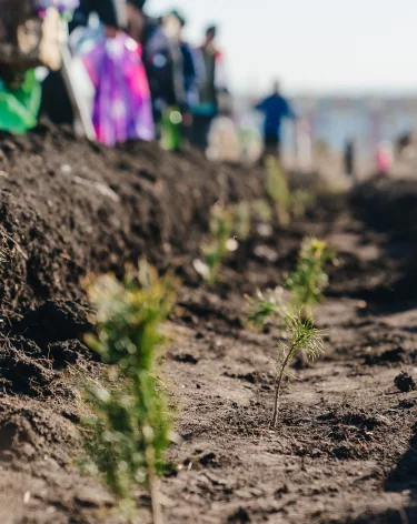 Илья Середюк: в Кузбассе в 2025 году высадили 4,3 млн деревьев