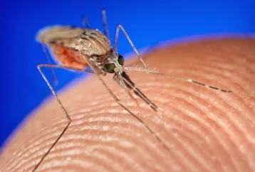 Фото: Учёные выяснили, кого комары кусают чаще 1