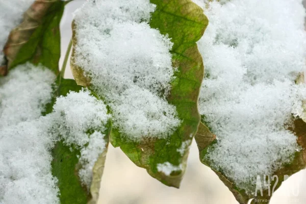 «Мы сделаем всё»: поиски семьи Усольцевых продолжатся весной