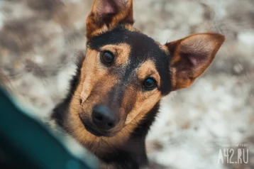 Фото: Кемеровчанин сообщил о собаках, застрявших на острове посреди реки 1