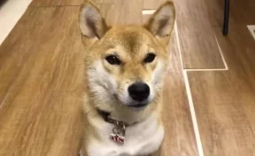 Говорящий по-японски пёс восхитил пользователей Сети