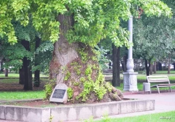 Фото: В кемеровском парке имени Жукова высадят знаменитый «Тополь Победы» 1