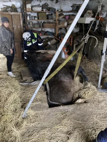 Фото: В Кемерове спасли 500-килограммового коня, провалившегося в смотровую яму 1