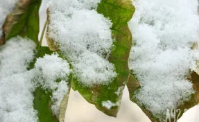 «Мы сделаем всё»: поиски семьи Усольцевых продолжатся весной