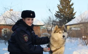 В Кузбассе инспектор ПДН отбила хаски у стаи бродячих собак