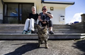 Фото: Хвостатый аферист: в Новой Зеландии кот жил на две семьи 1