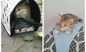 В Екатеринбурге пассажиры аэропорта бросили кошку и улетели
