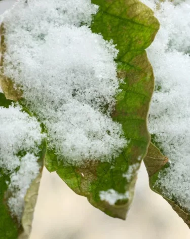 «Мы сделаем всё»: поиски семьи Усольцевых продолжатся весной